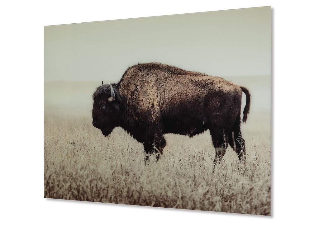 Brutus Wall Art